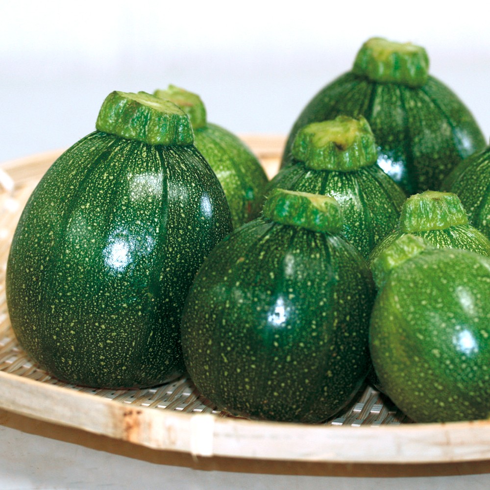 種 野菜たね ズッキーニ F1ブラックエッグ 1袋(8粒)