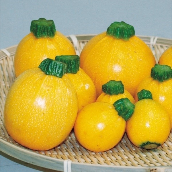 種 野菜たね ズッキーニ F1ゴールディ 1袋(8粒)