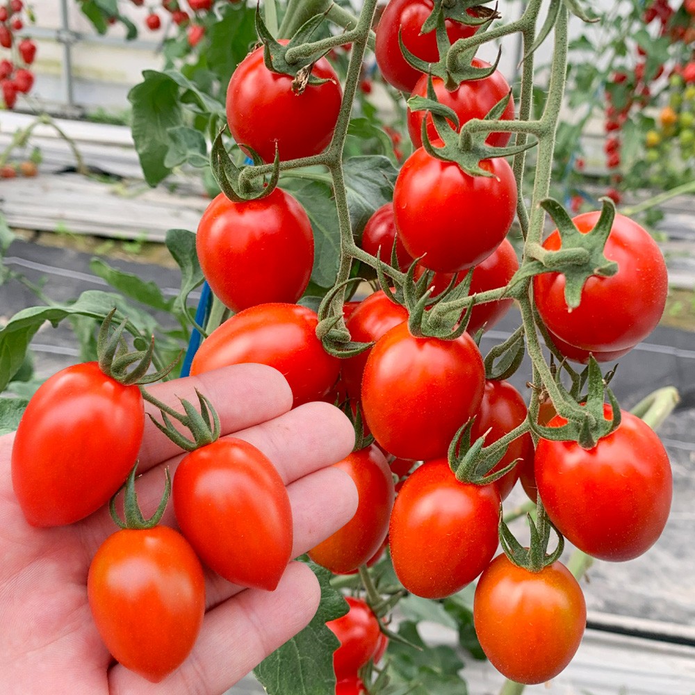 種 野菜たね トマト F1TYプリモルージュ 1袋(5粒)