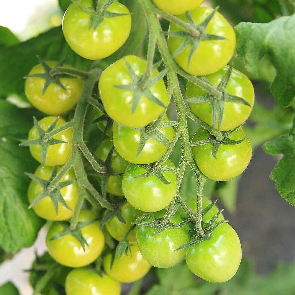 種 野菜たね トマト F1CFプチぷよグリーン 1袋(9粒)