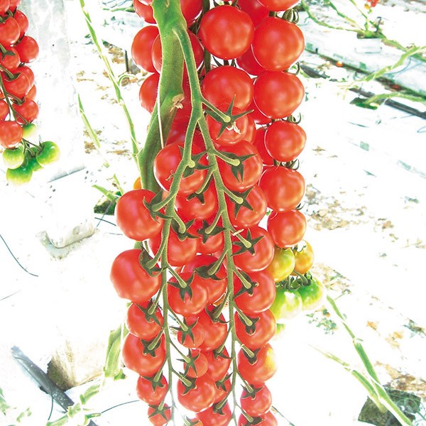 種 野菜たね トマト F1ダルタリーRZ 1袋(5粒)