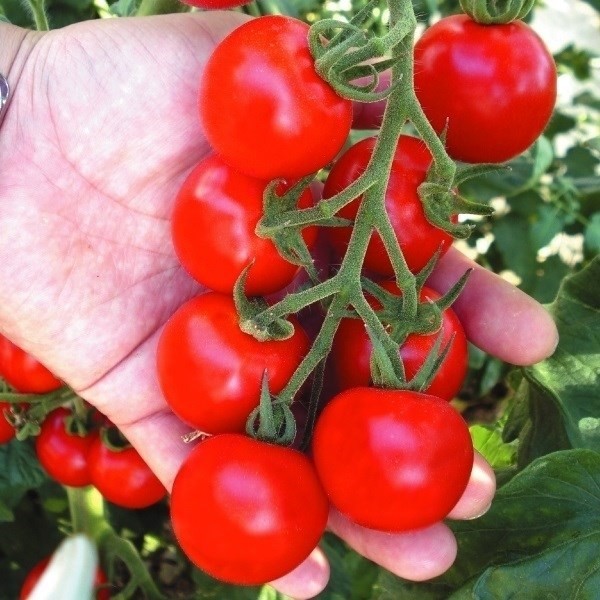 種 野菜たね トマト F1こくうまミディ 1袋(1ml)