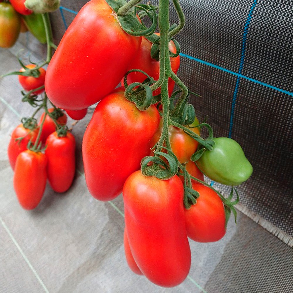 種 野菜たね トマト F1サンツ115（サンマルツァーノタイプ) 1袋(4粒)