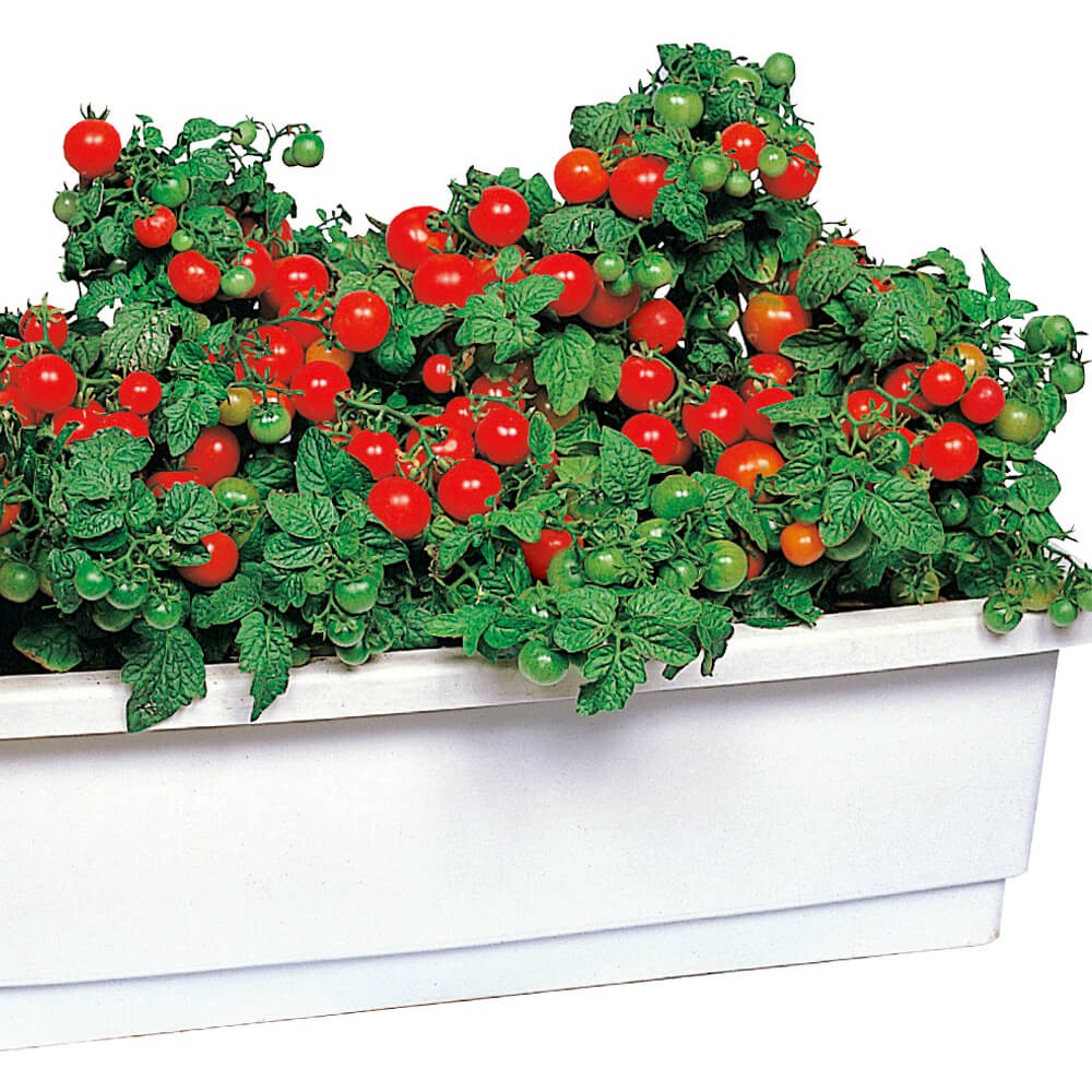 種 野菜たね プランタ菜園向き トマト ちび助 1袋(1.5ml)