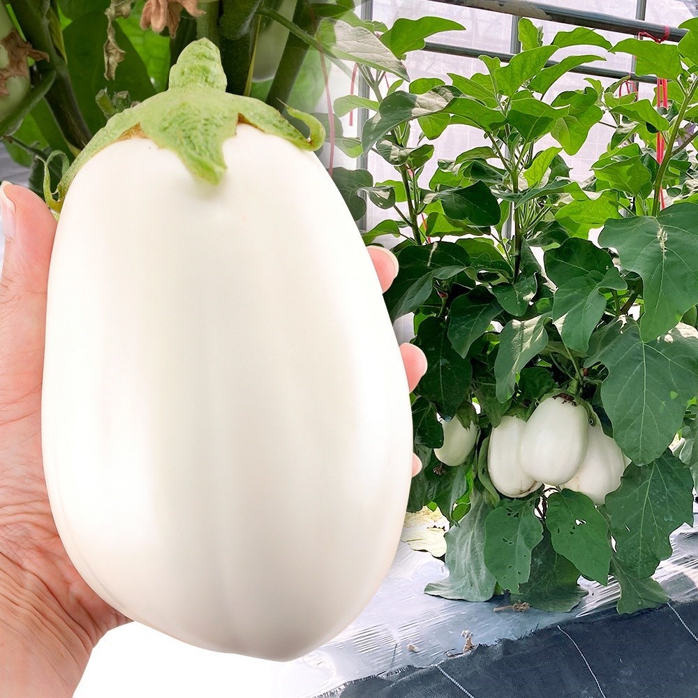 種 野菜たね ナス F1シルクボーイ 1袋(15粒)