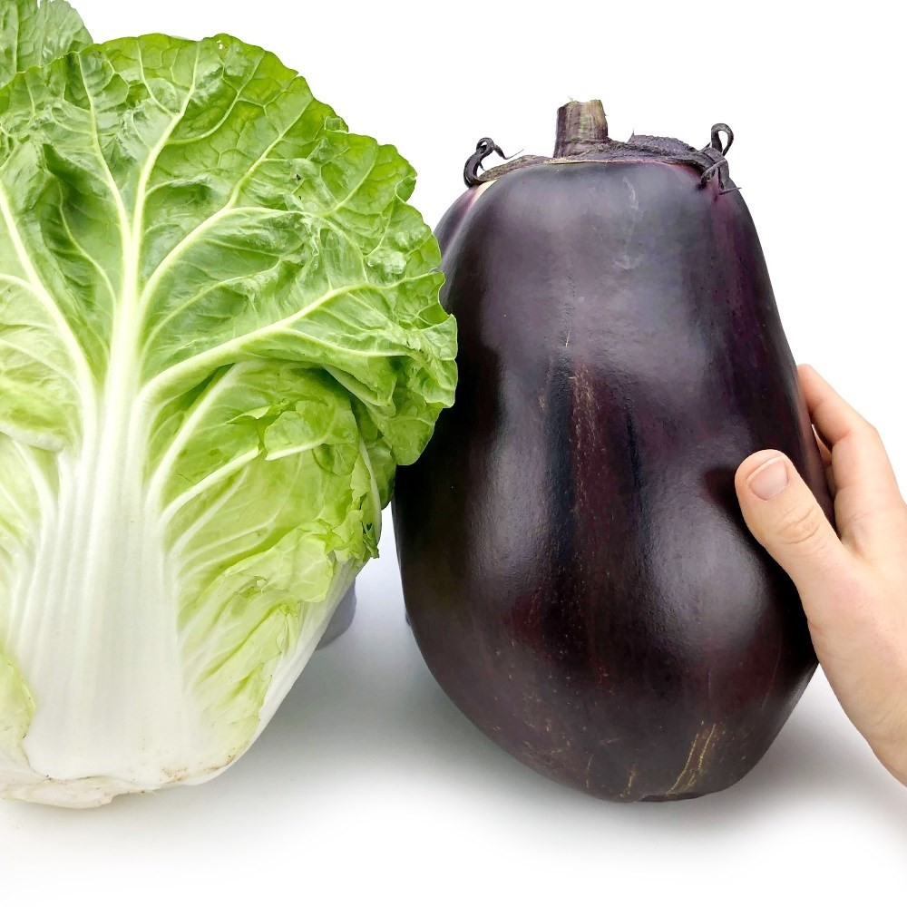 種 野菜たね ナス 究極の茄子 1袋(15粒)