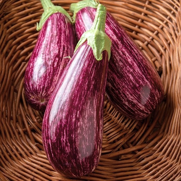 種 野菜たね ナス F1とげなし縞なす 1袋(6粒)