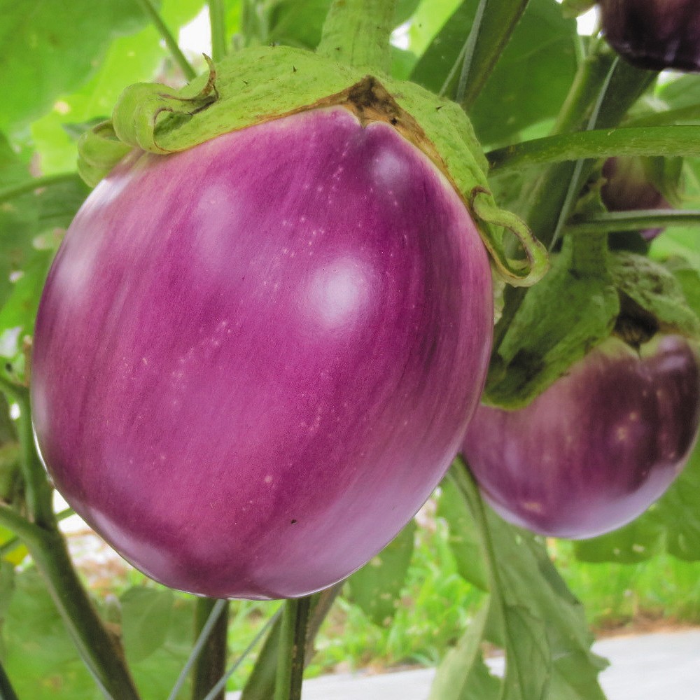 種 野菜たね ナス ロッサビアンコ 1袋(1ml)