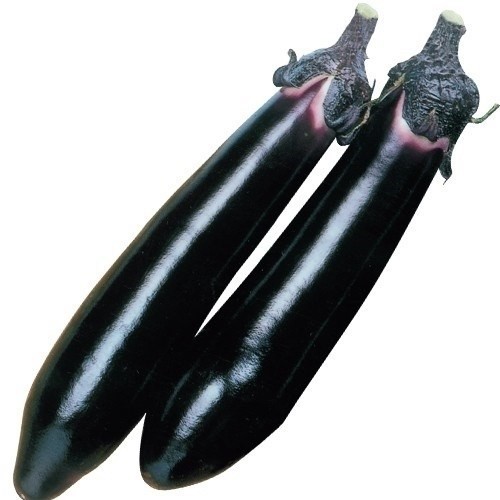 種 野菜たね ナス F1黒仙なす 1袋(2ml)