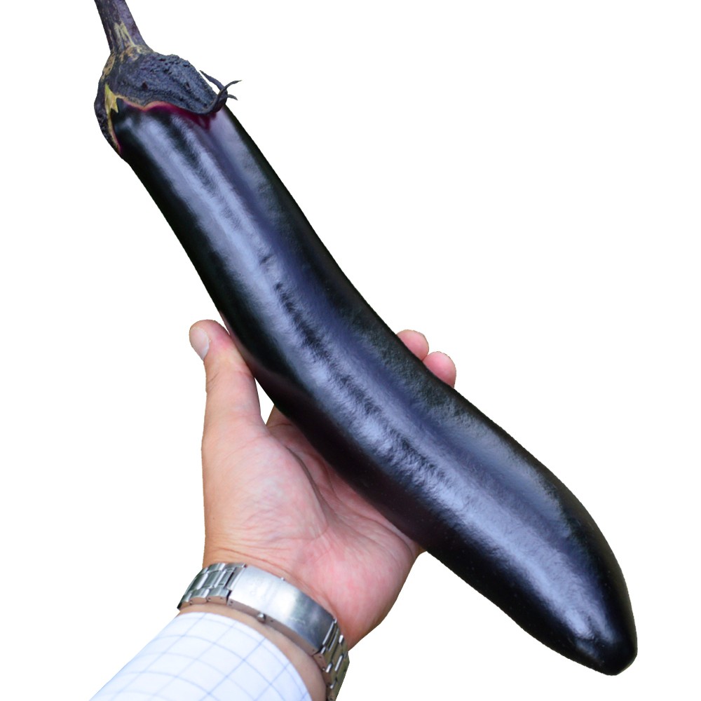 種 野菜たね ナス F1ふんわりなす 1袋(1ml)