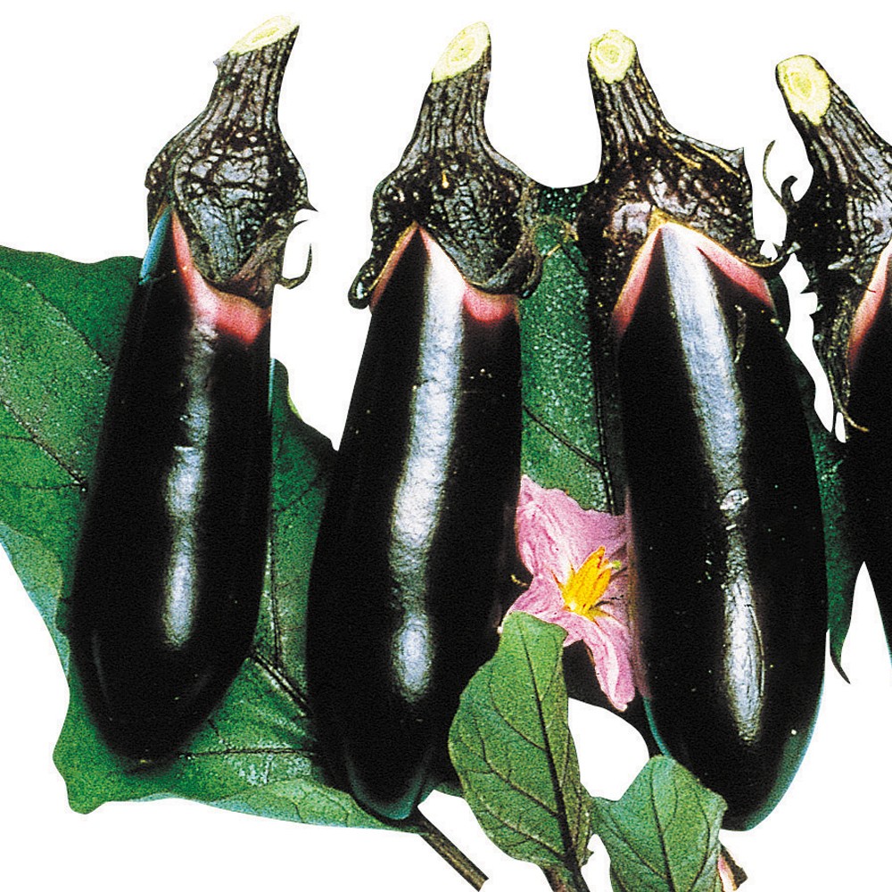 種 野菜たね ナス F1夏秋紫 1袋(1ml)