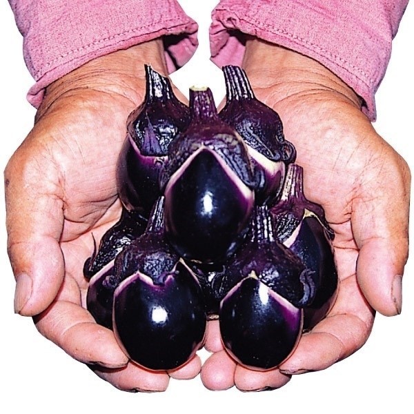 種 野菜たね ナス F1豊天 1袋(1ml)