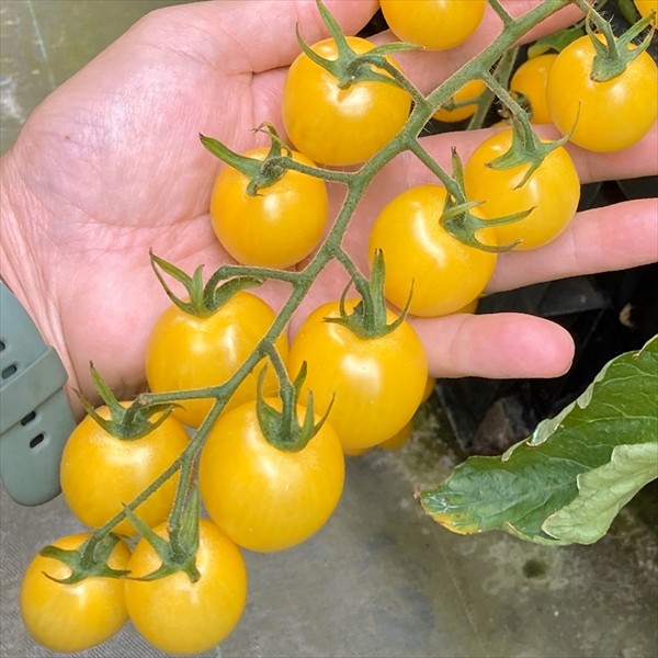 種 野菜たね トマト F1エコスイートR レモン 1袋(6粒)