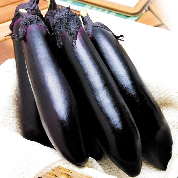 種 野菜たね ナス F1PC筑陽 1袋(15粒)