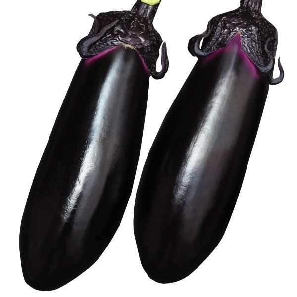 種 野菜たね ナス F1あのみのり2号PVP 1袋(10粒)