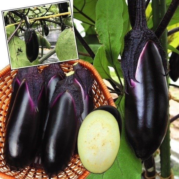 種 野菜たね ナス F1とげなしピカ太郎 1袋(15粒)