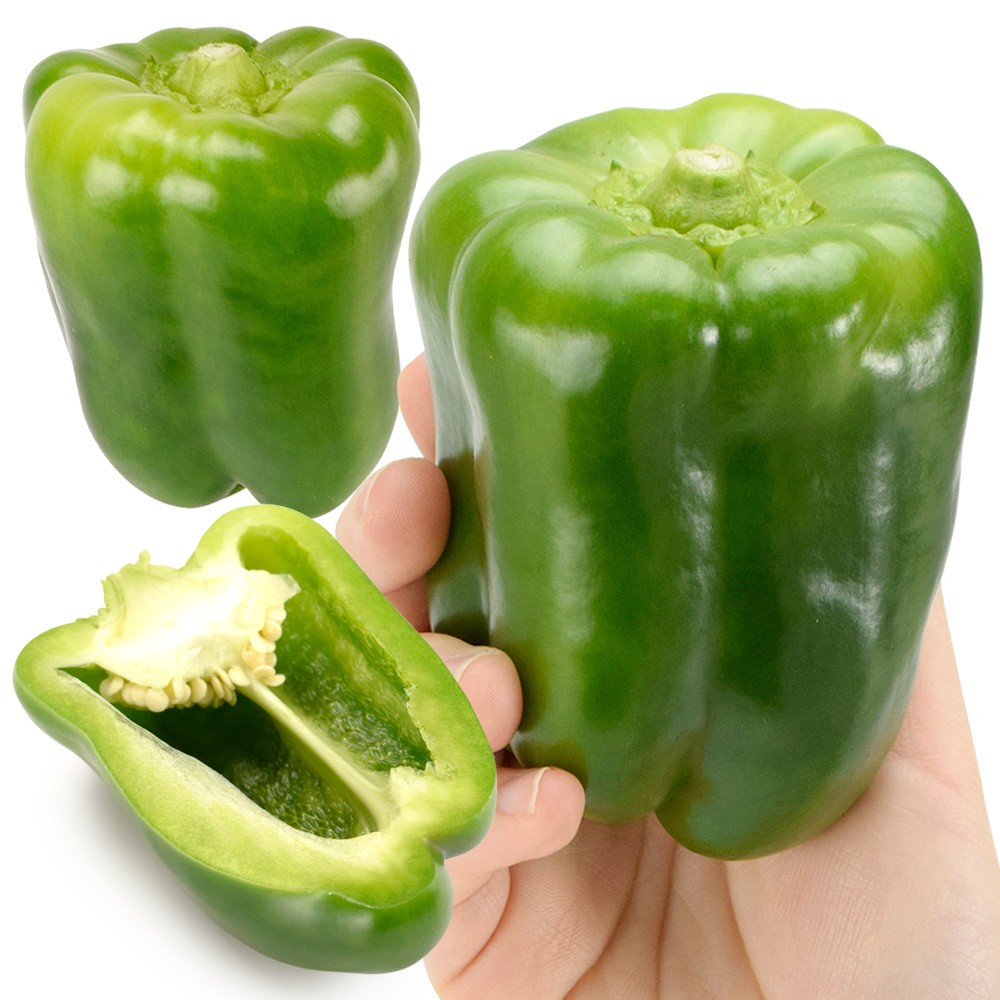 種 野菜たね ピーマン F1グリーン500号 1袋(1ml)