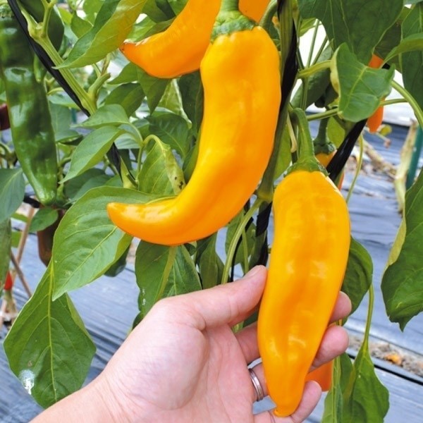 種 野菜たね ピーマン F1イエローパレルモRZ 1袋(5粒)