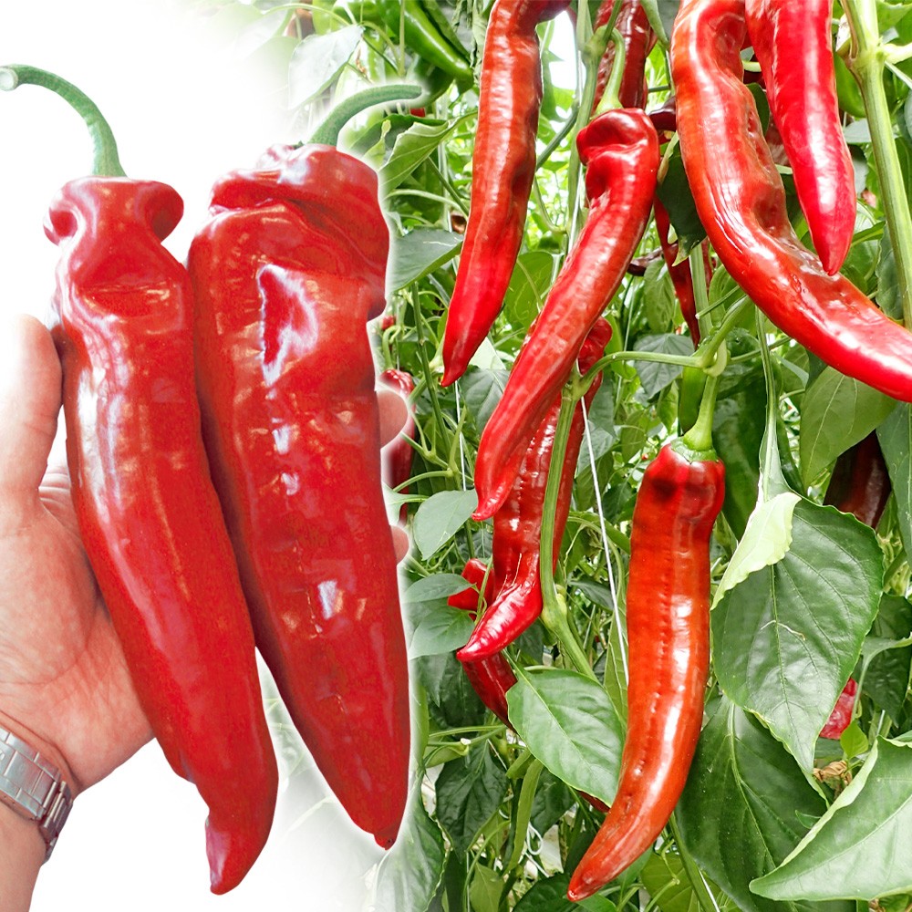 種 野菜たね ピーマン F1パレルモRZ 1袋(5粒)