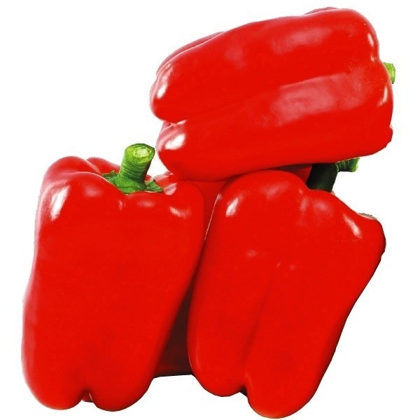 種 野菜たね パプリカ F1レッドスター 1袋(10粒)