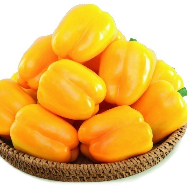 種 野菜たね パプリカ F1ゴールデンスター 1袋(10粒)