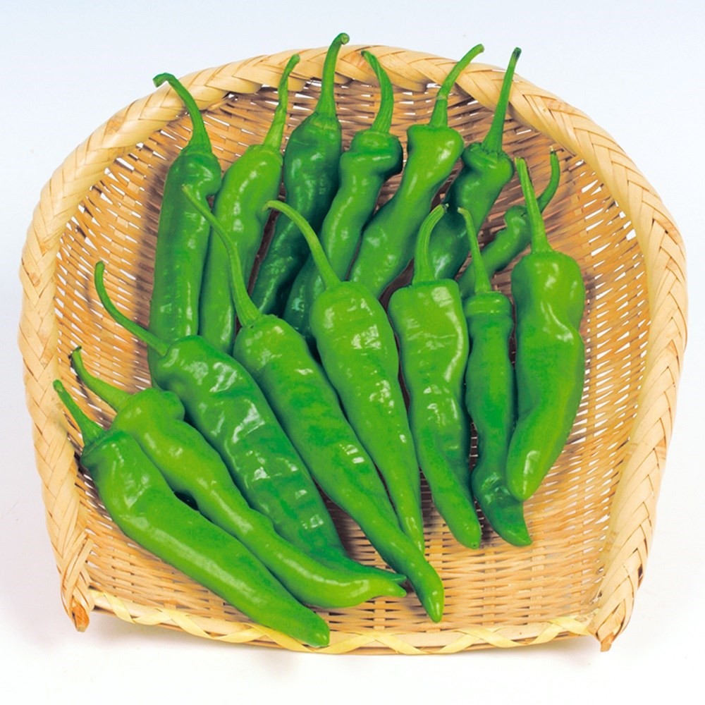 種 野菜たね トウガラシ 万願寺とうがらし 1袋(2ml)