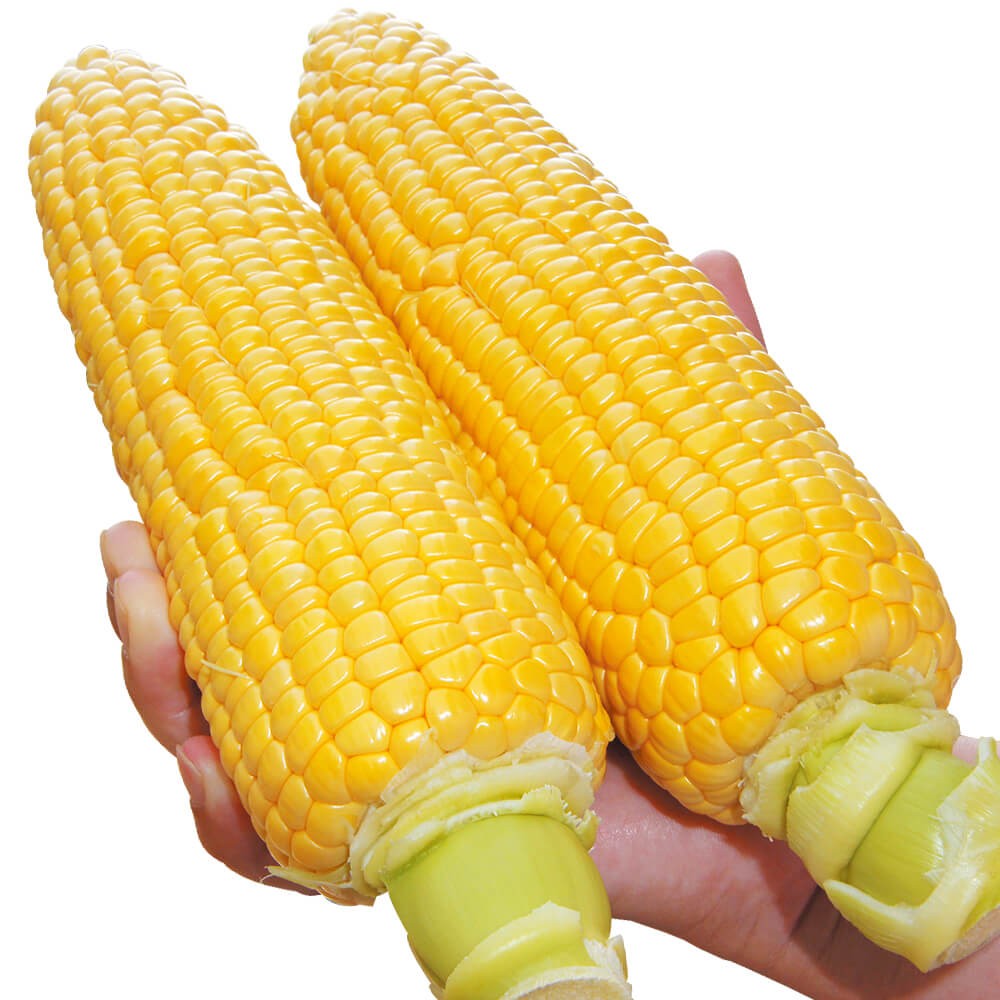 種 野菜たね トウモロコシ F1スーパースイート 1袋(35ml)