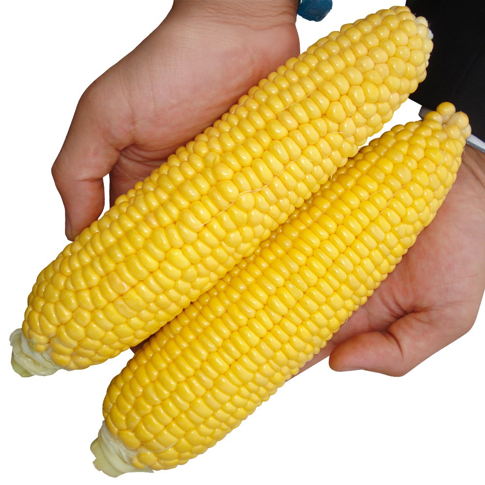 種 野菜たね トウモロコシ F1サニーフェスタ 1袋(50ml)