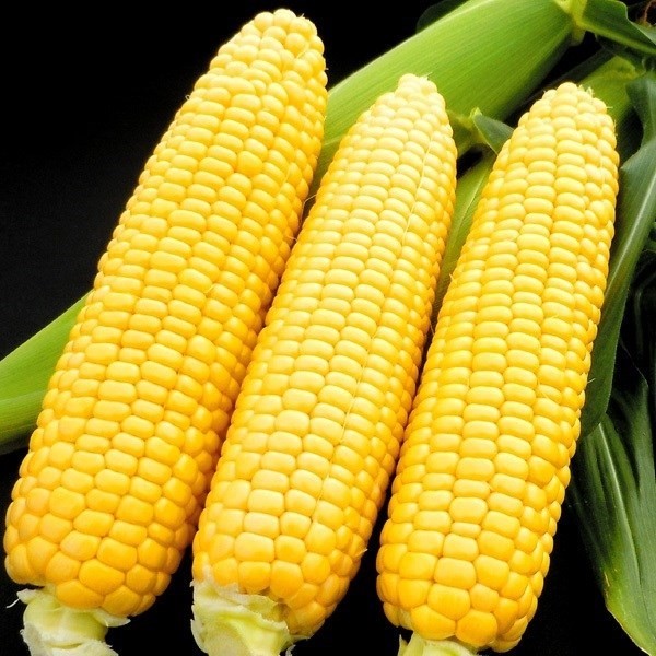 種 野菜たね トウモロコシ F1ダブルスイート 1袋(20ml)