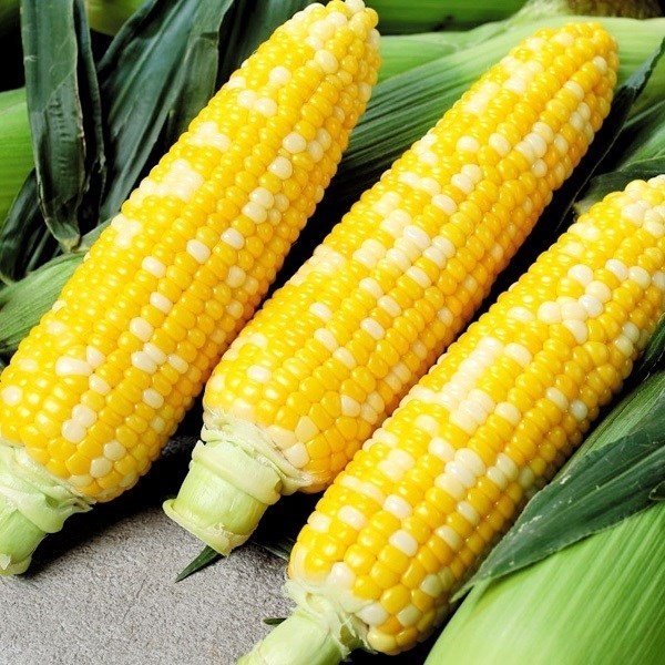 種 野菜たね トウモロコシ F1ゆめのコーン（R）ビッグ８５ 1袋(30ml)