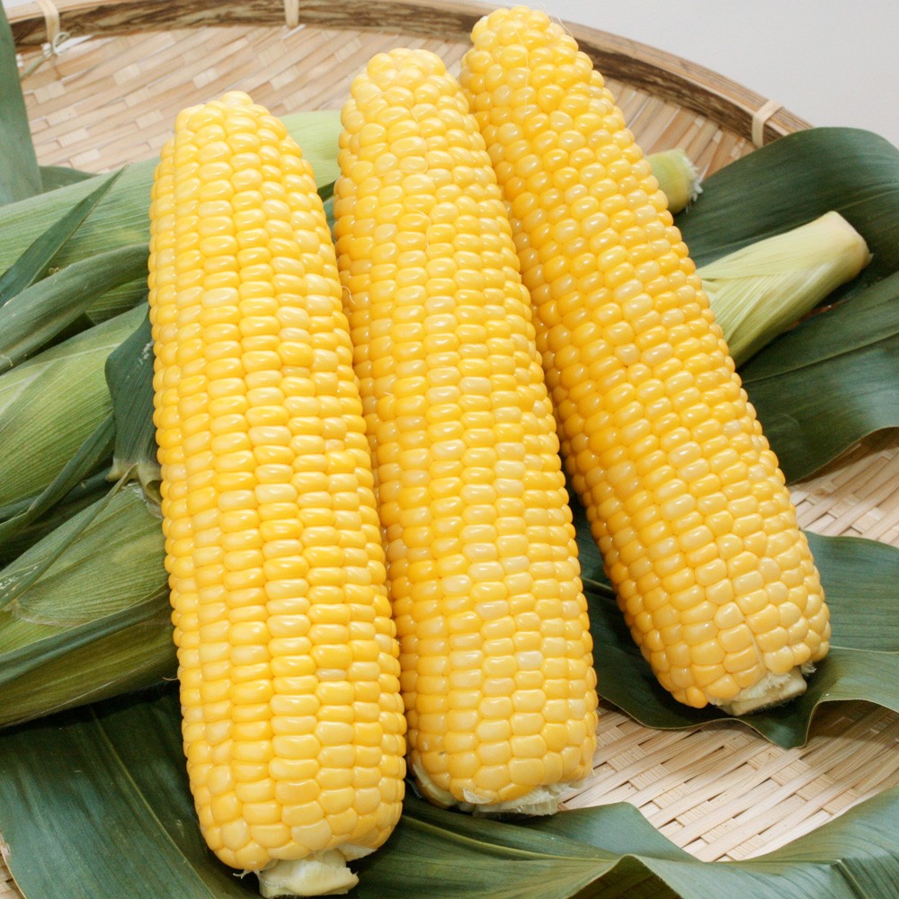 種 野菜たね トウモロコシ F1サニーショコラ ライラ 1袋(50ml)