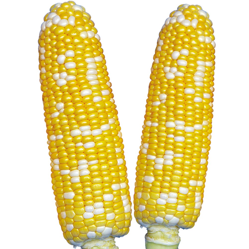 種 野菜たね トウモロコシ F1ハーモニーフェスタ 1袋(30ml)