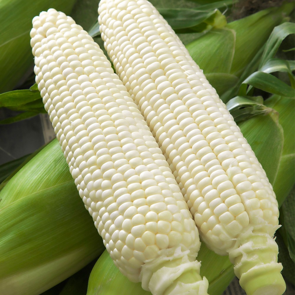 種 野菜たね トウモロコシ F1ホイップコーンR 1袋(40粒)