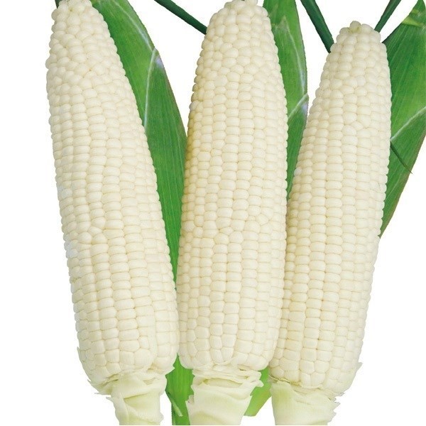 種 野菜たね トウモロコシ F1白い恵味 1袋(20ml)