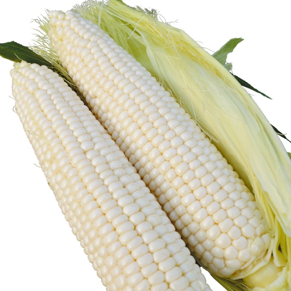 種 野菜たね トウモロコシ F1プラチナコーンX 1袋(30ml)