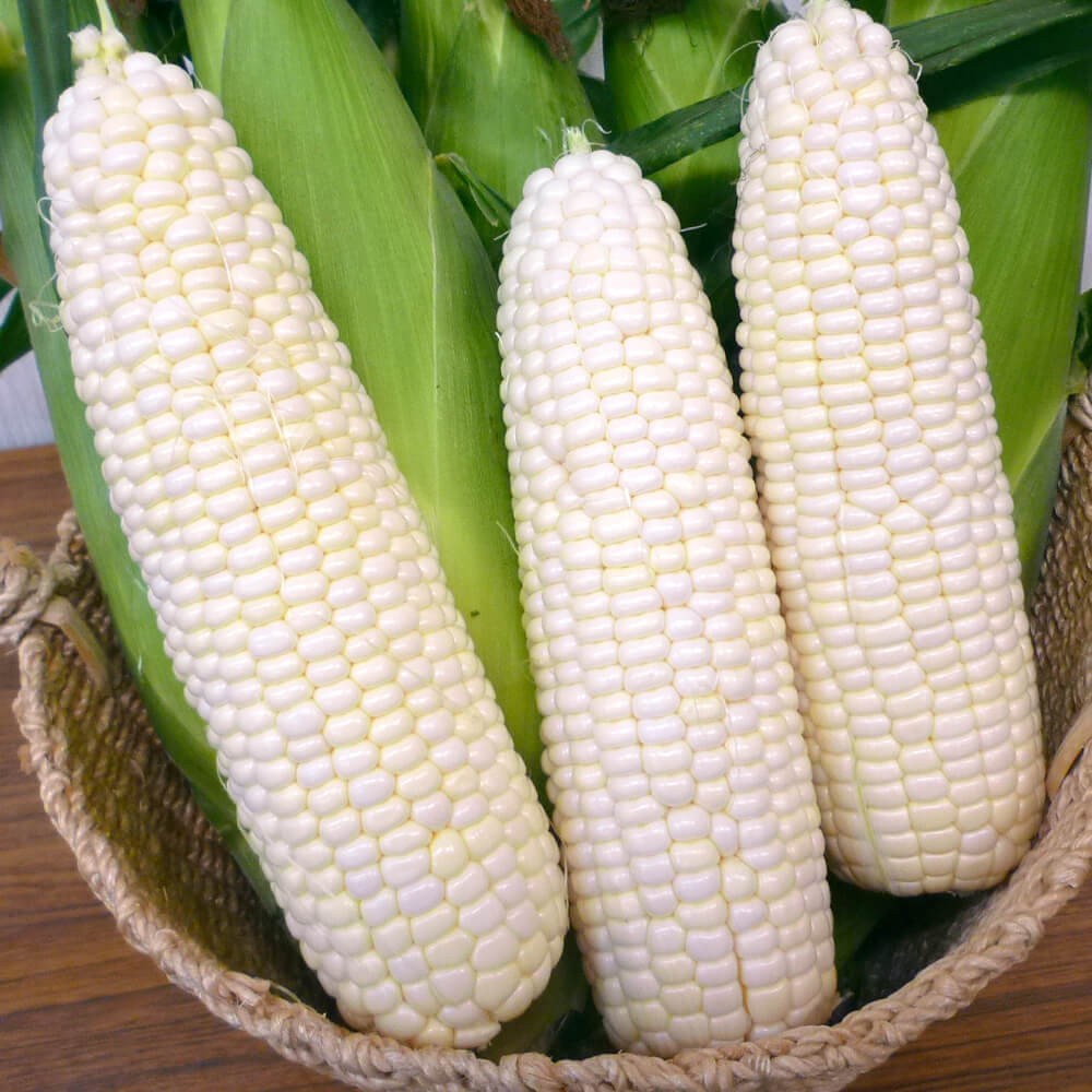 種 野菜たね トウモロコシ F1ホワイトフェスタ 1袋(30ml)