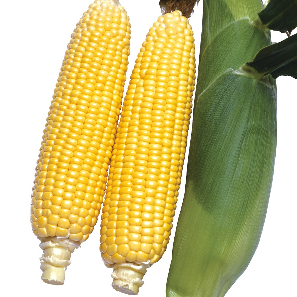 種 野菜たね トウモロコシ F1あまいんですパワー 1袋(40ml)