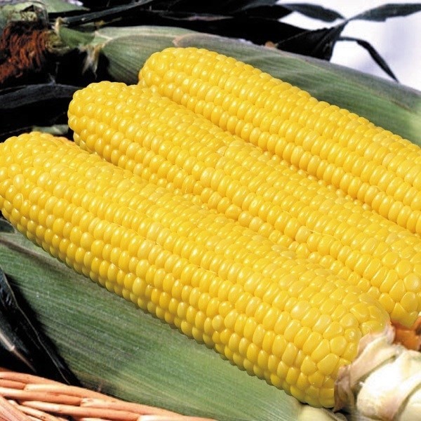 種 野菜たね トウモロコシ F1ゴールドラッシュ 1袋(30ml)