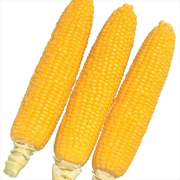 種 野菜たね トウモロコシ 【F1ゴールドラッシュ８８】 1袋(30ml)