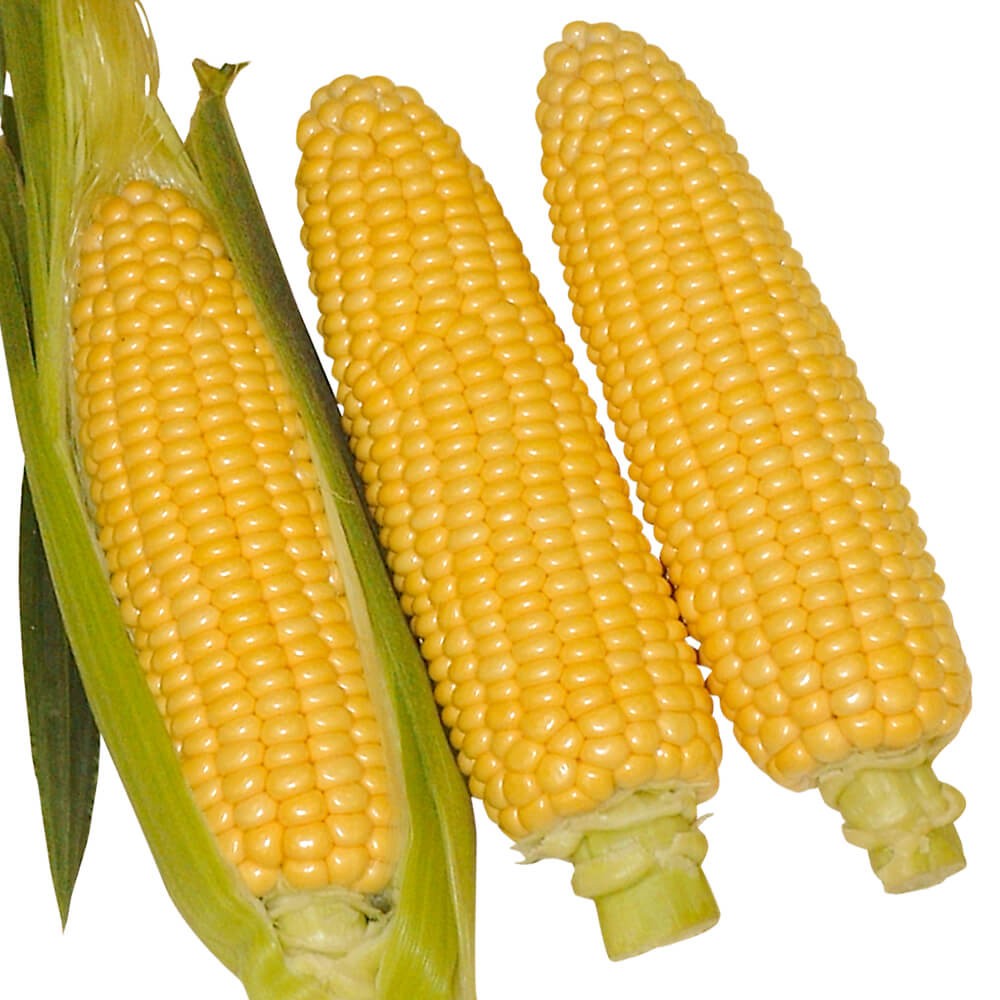 種 野菜たね トウモロコシ F1ツインパワー 1袋(30ml)