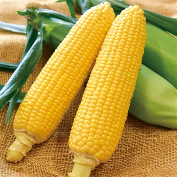 種 野菜たね トウモロコシ F1恵味スタンド 1袋(30ml)