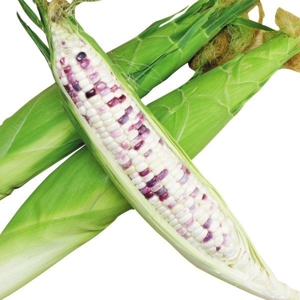 種 野菜たね トウモロコシ もちもち太郎バイカラー 1袋(15ml)