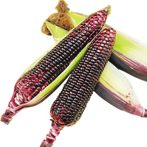 種 野菜たね トウモロコシ もちもち太郎パープル 1袋(15ml)