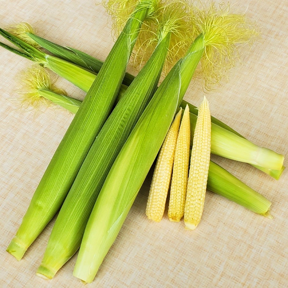 種 野菜たね トウモロコシ F1ベビーコーンプレミアム 1袋(8ml)