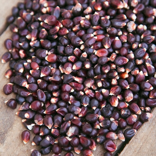 種 野菜たね トウモロコシ ポップコーン用 ブラック 1袋(30粒)