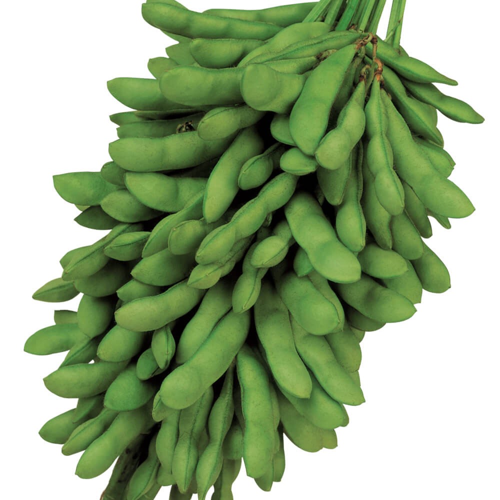 種 野菜たね 大量販売企画 エダマメ 恋姫PVP 1袋(150ml)