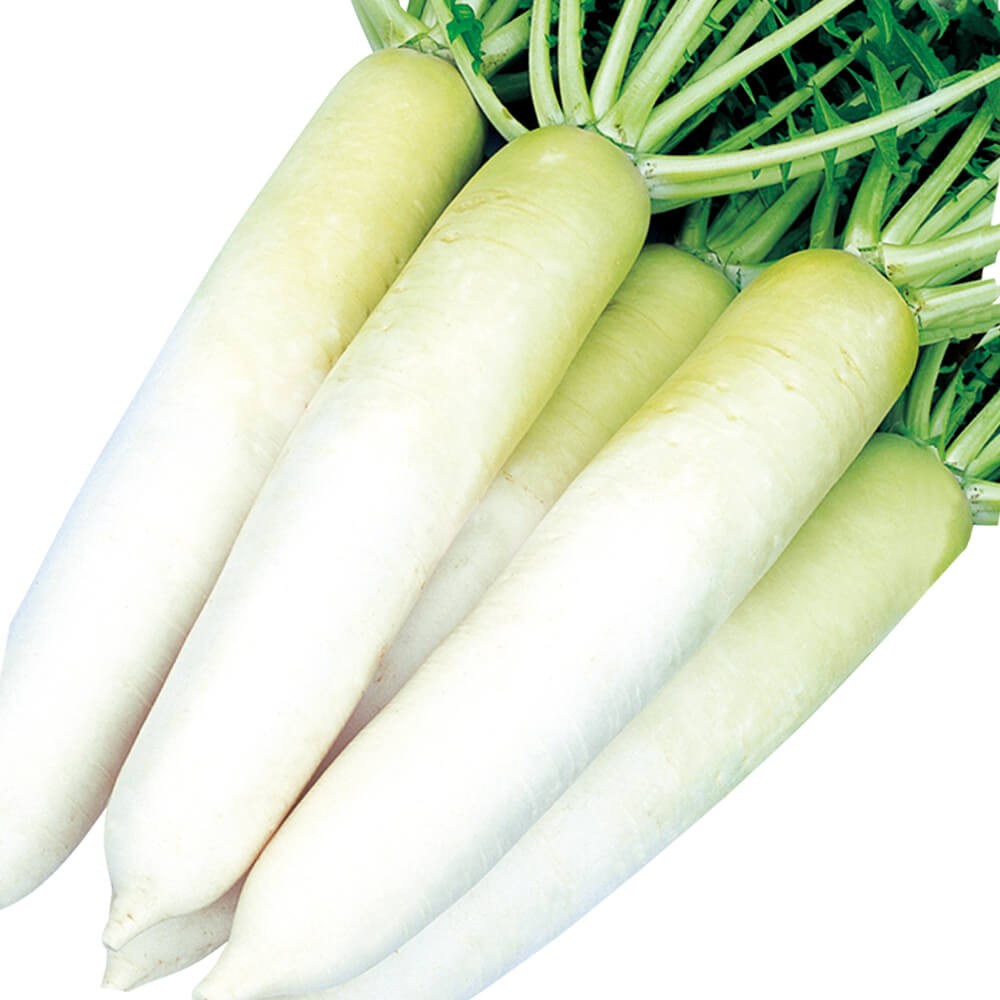 種 野菜たね 大量販売企画 ダイコン F1優秀おだいこ 1袋(24ml)