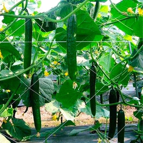 種 野菜たね キュウリ F1久留米きゅう太郎 1袋(1ml)