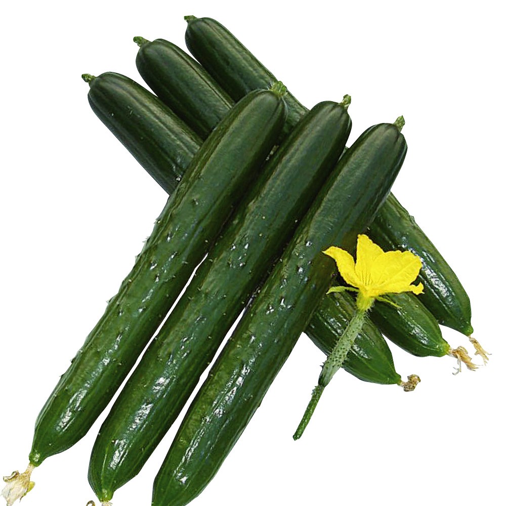 種 野菜たね キュウリ F1枝なりクイーン 1袋(15粒)