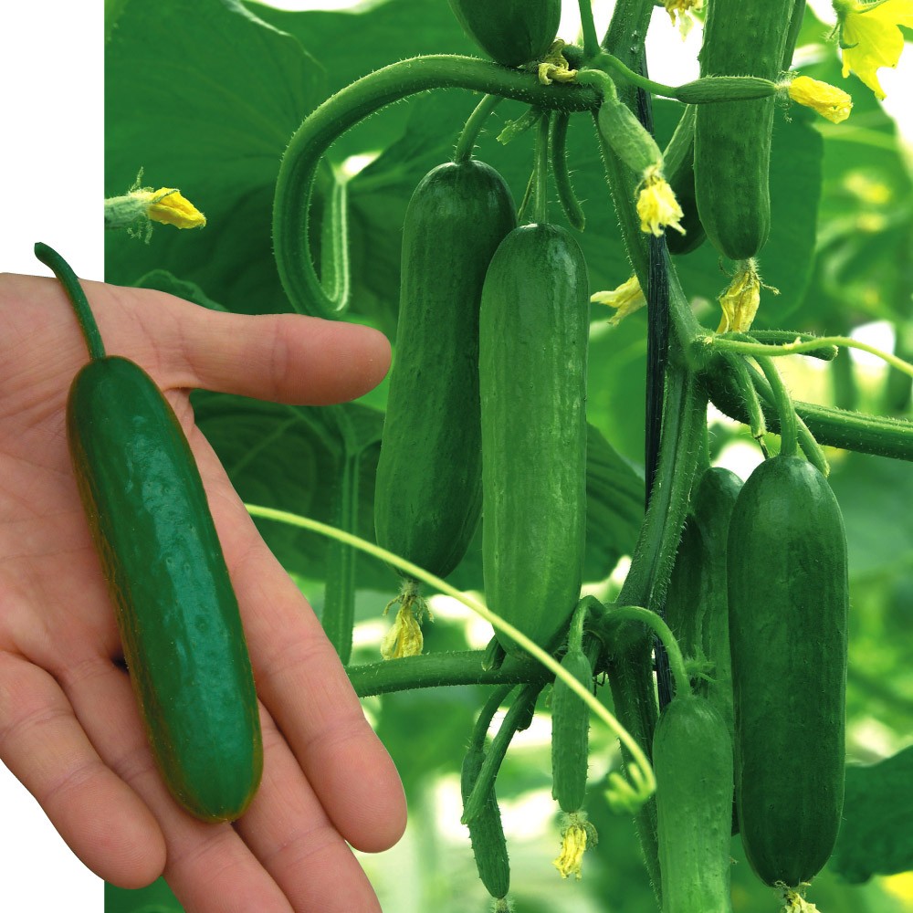 種 野菜たね キュウリ F1カクテルキュウリ 1袋(5粒)